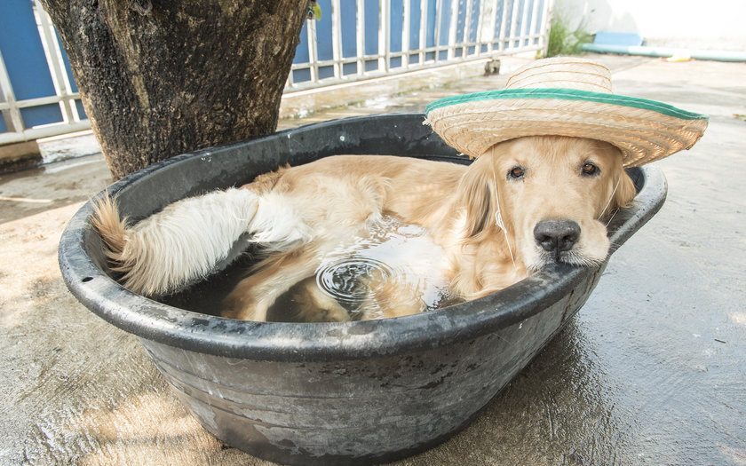 Tá calor? 5 cuidados com o pet durante o verão