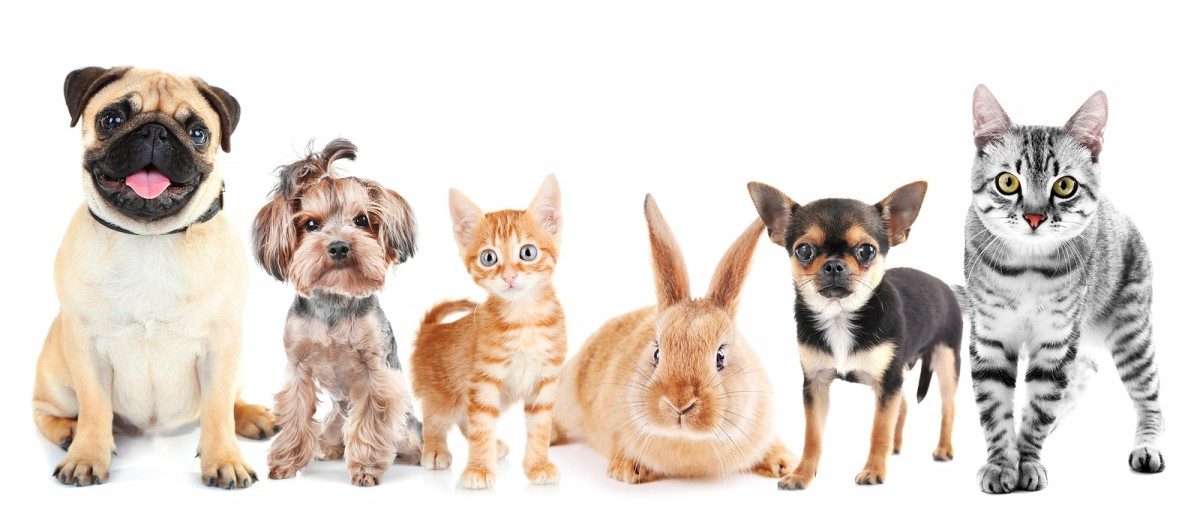 Liberdade aos Pets!