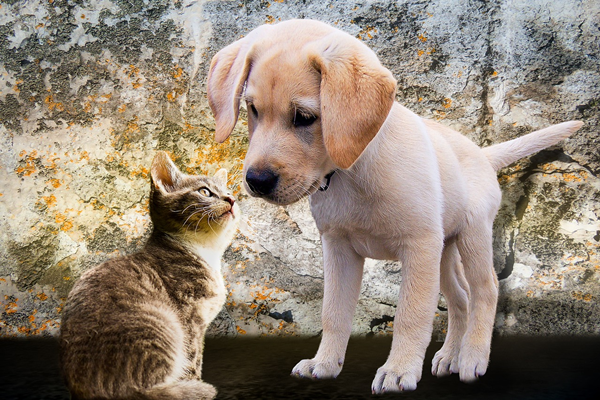 COBASI REALIZA EVENTO DE ADOÇÃO DE CÃES E GATOS