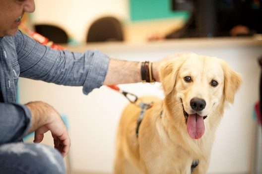 Vacina atrasada? Saiba quais os impactos da quebra de protocolo para a saúde dos animais domésticos