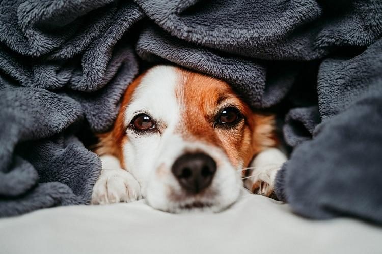 O INVERNO CHEGOU: 10 DICAS DE CUIDADOS COM OS PETS NA ESTAÇÃO