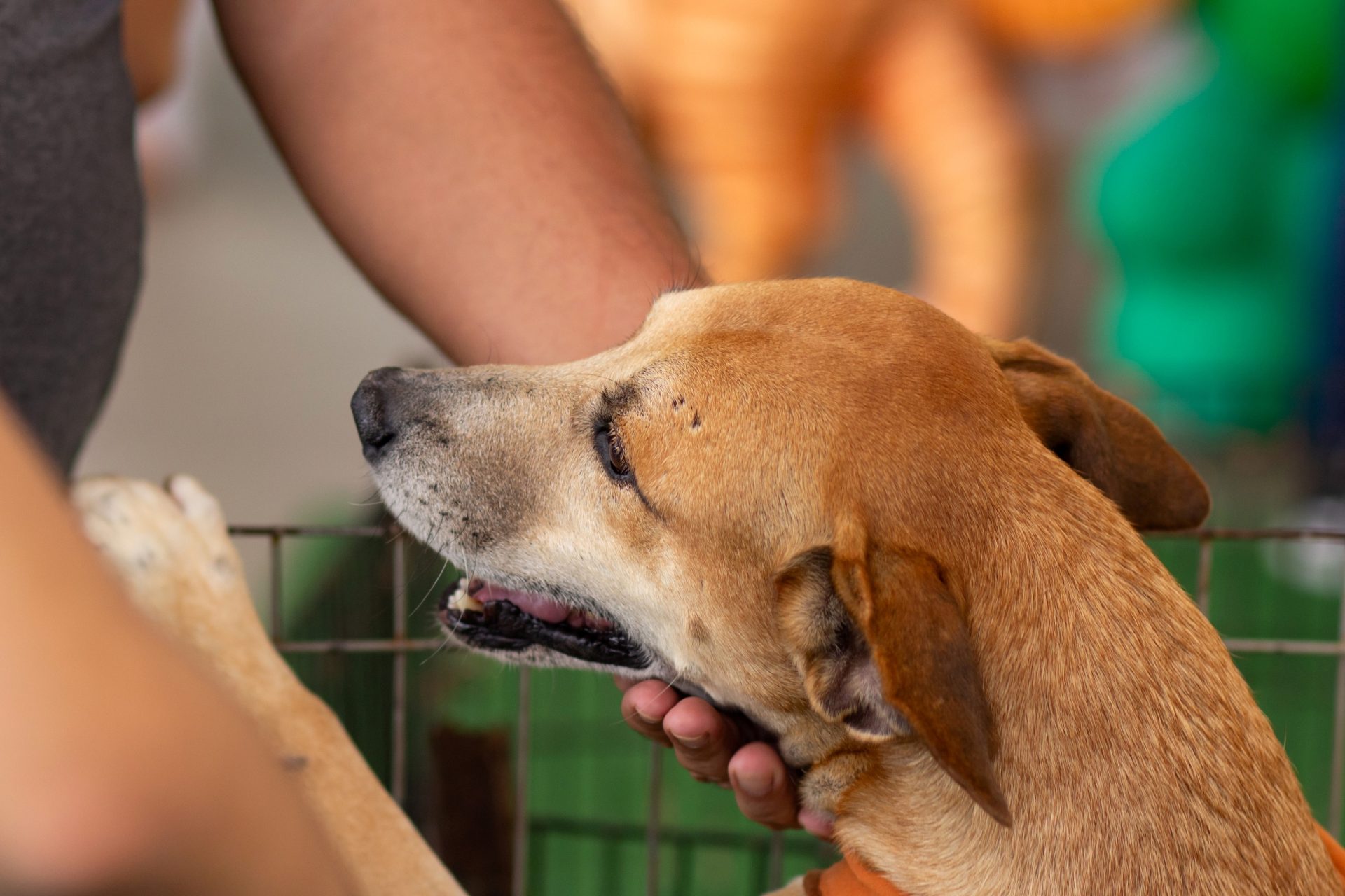 Complexo Tatuapé promove mais uma edição da Feira de Adoção de cães e gatos