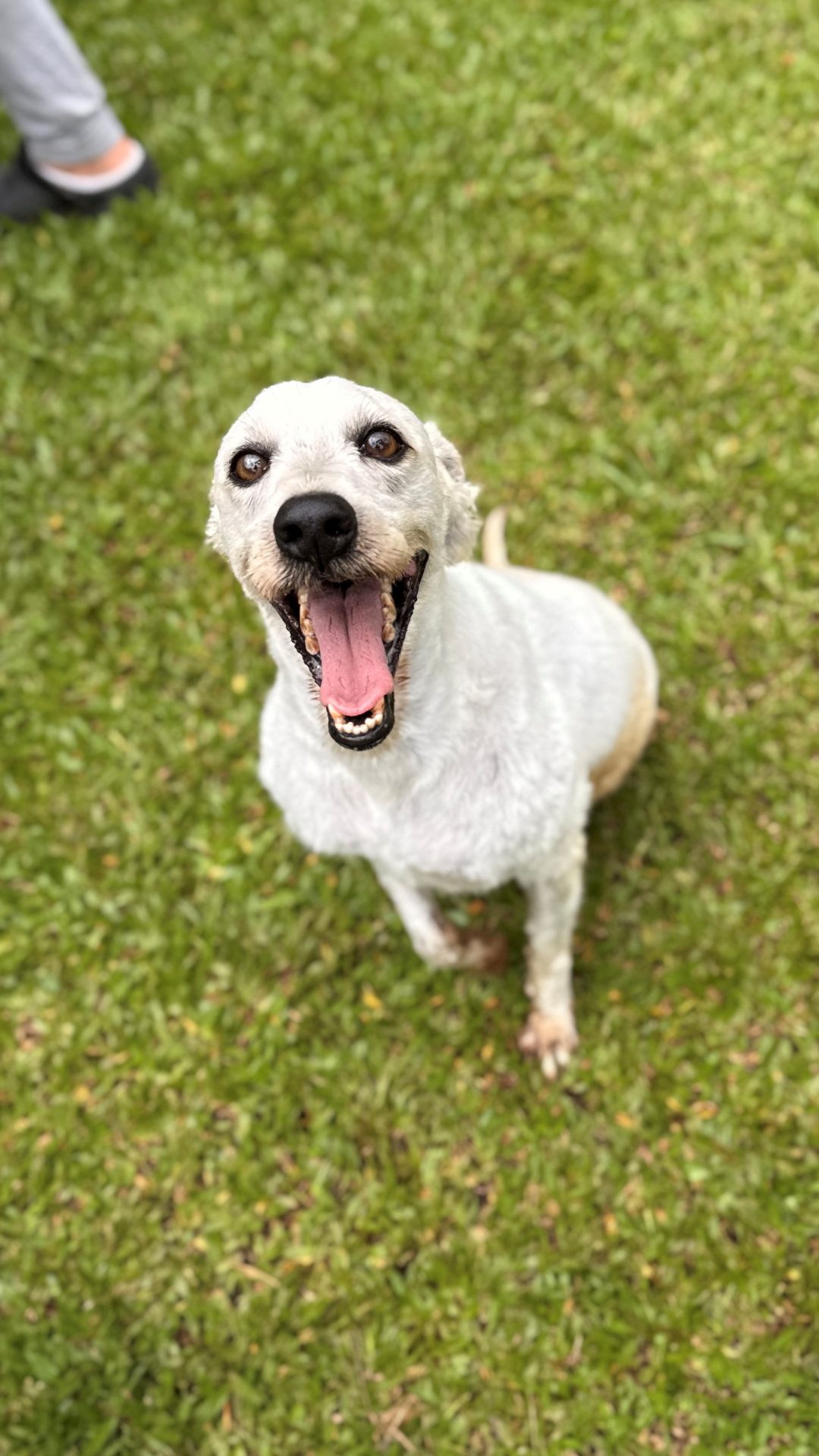 MorumbiShopping e Instituto Caramelo promovem evento de adoção de pets